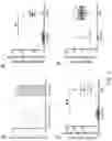 Fig. 07 - ACETYLCHOLINE MODULATION OF IMMUNE FUNCTION
