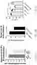 Fig. 11 - ACETYLCHOLINE MODULATION OF IMMUNE FUNCTION