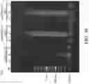 Fig. 15 - Nucleic acid detection kit and nucleic acid detection method