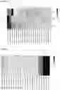 Fig. 13 - LEUKAEMIC STEM CELLS