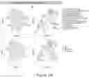 Fig. 08 - ORGANOID MESODERM LINEAGE DIVERSIFICATION