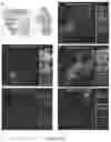 Fig. 12 - ORGANOID MESODERM LINEAGE DIVERSIFICATION