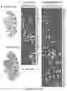 Fig. 14 - ORGANOID MESODERM LINEAGE DIVERSIFICATION