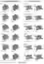 Fig. 16 - ORGANOID MESODERM LINEAGE DIVERSIFICATION