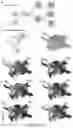 Fig. 17 - ORGANOID MESODERM LINEAGE DIVERSIFICATION
