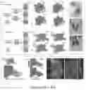 Fig. 18 - ORGANOID MESODERM LINEAGE DIVERSIFICATION