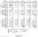 Fig. 22 - ORGANOID MESODERM LINEAGE DIVERSIFICATION