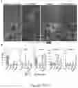 Fig. 27 - ORGANOID MESODERM LINEAGE DIVERSIFICATION