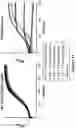 Fig. 12 - Engineered immunostimulatory bacterial strains and uses thereof