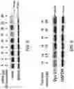 Fig. 06 - NON-VIRAL IMMUNO-TARGETING