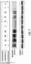 Fig. 07 - NON-VIRAL IMMUNO-TARGETING