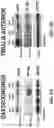 Fig. 09 - NON-VIRAL IMMUNO-TARGETING