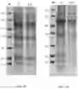 Fig. 05 - Chimeric papilloma virus L1 protein