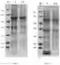 Fig. 06 - Chimeric papilloma virus L1 protein