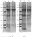 Fig. 07 - Chimeric papilloma virus L1 protein