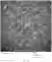 Fig. 12 - Chimeric papilloma virus L1 protein