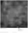 Fig. 17 - Chimeric papilloma virus L1 protein