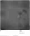 Fig. 19 - Chimeric papilloma virus L1 protein