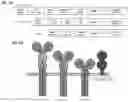 Fig. 05 - Chimeric antigen receptors against multiple HLA-G isoforms