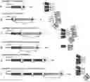 Fig. 01 - SINGLE CHAIN FUSIONCONSTRUCTS COMPRISING MULTIMERIC ANTIBODY FRAGMENTS FUSED TO COLLAGEN TRIMERIZATION DOMAINS