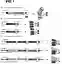 Fig. 02 - SINGLE CHAIN FUSIONCONSTRUCTS COMPRISING MULTIMERIC ANTIBODY FRAGMENTS FUSED TO COLLAGEN TRIMERIZATION DOMAINS