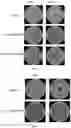 Fig. 08 - Bacteria repellant polymer composites