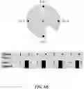 Fig. 12 - SYSTEMS AND METHODS FOR MEDICAL IMAGING