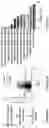 Fig. 02 - COMPOSITIONS AND METHODS FOR TREATING NEUROLOGICAL DISEASES