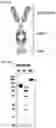 Fig. 02 - Composition for culturing regulatory T cells and use thereof