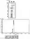 Fig. 07 - Composition for culturing regulatory T cells and use thereof