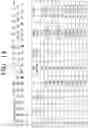 Fig. 19 - Method and electronic device for predicting plurality of multi-modal drawings