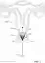 Fig. 02 - VAGINAL PLUG FOR VAGINOSCOPY AND FACILITATING ATRAUMATIC TRANSCERVICAL INSERTION OF A HYSTEROSCOPE