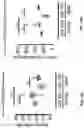 Fig. 49 - METHODS OF REJUVENATING AGED TISSUE BY INHIBITING 15-HYDROXYPROSTAGLANDIN DEHYDROGENASE (15-PGDH)