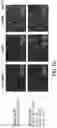 Fig. 16 - REGULATABLE EXPRESSION SYSTEMS