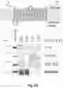 Fig. 07 - Method and reagents for the detection of an autoantibody