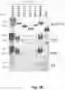 Fig. 10 - Method and reagents for the detection of an autoantibody