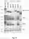 Fig. 11 - Method and reagents for the detection of an autoantibody
