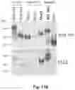 Fig. 18 - Method and reagents for the detection of an autoantibody