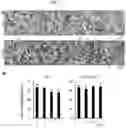 Fig. 08 - PHARMACEUTICAL COMPOSITION FOR PREVENTING OR TREATING BONE DISEASES