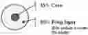 Fig. 01 - Gamma-hydroxybutyrate compositions having improved pharmacokinetics in the fed state
