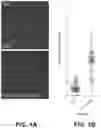 Fig. 02 - Method of regulating immunity in the intestines