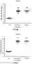Fig. 11 - CLOSTRIDIOIDES DIFFICILE TCDB VARIANTS, VACCINES AND METHODS OF USE