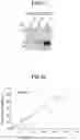Fig. 17 - METHOD FOR DETECTING PARTICULATE SUBSTANCE USING IMMUNOCHROMATOGRAPHY, AND KIT FOR SAME