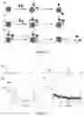Fig. 02 - BIOLOGICALLY APPLICABLE WATER-SOLUBLE HETEROGENEOUS CATALYSTS FOR PARA-HYDROGEN INDUCED POLARIZATION