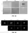 Fig. 28 - Sorting Biological and Non-Biological Moieties Using Magnetic Levitation
