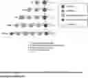 Fig. 01 - SSEA-4 BINDING MEMBERS