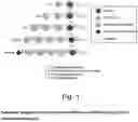 Fig. 02 - SSEA-4 BINDING MEMBERS