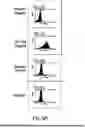 Fig. 23 - SSEA-4 BINDING MEMBERS