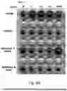 Fig. 24 - SSEA-4 BINDING MEMBERS