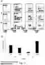 Fig. 30 - SSEA-4 BINDING MEMBERS